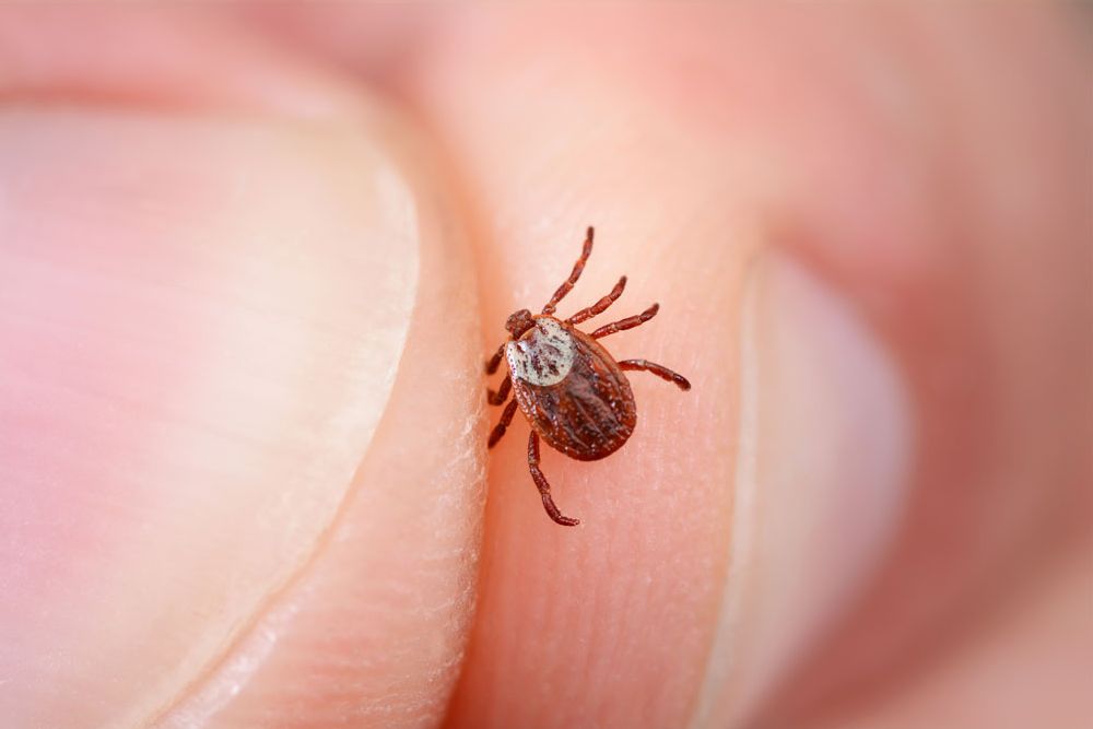 ticks with brown shell